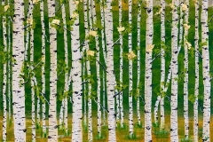 birch-trees-3-by-Nanda-Patel